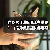 猫咪换毛期可以洗澡吗?(洗澡对猫咪换毛期的影响和注意事项)(图1) 猫咪换毛期可以洗澡吗?(洗澡对猫咪换毛期的影响和注意事项)(图1)