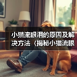 小猫流眼泪的原因及解决方法(揭秘小猫流眼泪的背后问题,帮助你拯救它的眼泪)(图1) 小猫流眼泪的原因及解决方法(揭秘小猫流眼泪的背后问题,帮助你拯救它的眼泪)(图1)