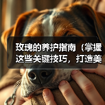 玫瑰的养护指南(掌握这些关键技巧,打造美丽玫瑰花园)(图2) 玫瑰的养护指南(掌握这些关键技巧,打造美丽玫瑰花园)(图2)