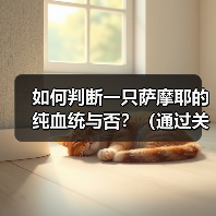 如何判断一只萨摩耶的纯血统与否?(通过关键特征和基因检测来确定纯种与混种的方式)(图2) 如何判断一只萨摩耶的纯血统与否?(通过关键特征和基因检测来确定纯种与混种的方式)(图2)