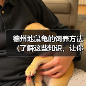 德州地鼠龟的饲养方法(了解这些知识,让你的德州地鼠龟健康快乐成长)(图3) 德州地鼠龟的饲养方法(了解这些知识,让你的德州地鼠龟健康快乐成长)(图3)