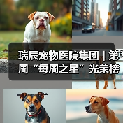 瑞辰宠物医院集团 | 第3周“每周之星”光荣榜(图1) 瑞辰宠物医院集团 | 第3周“每周之星”光荣榜(图1)