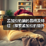 孟加拉豹猫的品相及特征（探索孟加拉豹猫外貌和行为的迷人之处）（图3）