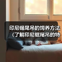 印尼锯尾吊的饲养方法(了解印尼锯尾吊的特点和适宜饲养环境,让它们健康成长)(图4) 印尼锯尾吊的饲养方法(了解印尼锯尾吊的特点和适宜饲养环境,让它们健康成长)(图4)