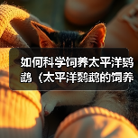 如何科学饲养太平洋鹦鹉(太平洋鹦鹉的饲养方法与技巧)(图3) 如何科学饲养太平洋鹦鹉(太平洋鹦鹉的饲养方法与技巧)(图3)