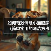 如何有效清除小猫眼屎(简单实用的清洁方法及注意事项)(图2) 如何有效清除小猫眼屎(简单实用的清洁方法及注意事项)(图2)