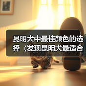 昆明犬中最佳颜色的选择（发现昆明犬最适合的颜色，提供理想的伴侣）（图2）