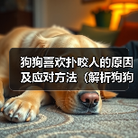 狗狗喜欢扑咬人的原因及应对方法(解析狗狗扑咬行为背后的动机与如何正确引导)(图4) 狗狗喜欢扑咬人的原因及应对方法(解析狗狗扑咬行为背后的动机与如何正确引导)(图4)