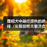 昆明犬中最佳颜色的选择（发现昆明犬最适合的颜色，提供理想的伴侣）（图4）