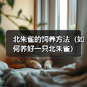 北朱雀的饲养方法(如何养好一只北朱雀)(图2) 北朱雀的饲养方法(如何养好一只北朱雀)(图2)