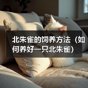 北朱雀的饲养方法(如何养好一只北朱雀)(图3) 北朱雀的饲养方法(如何养好一只北朱雀)(图3)