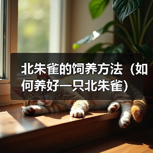 北朱雀的饲养方法(如何养好一只北朱雀)(图1) 北朱雀的饲养方法(如何养好一只北朱雀)(图1)
