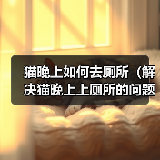 猫晚上如何去厕所(解决猫晚上上厕所的问题方法)(图1) 猫晚上如何去厕所(解决猫晚上上厕所的问题方法)(图1)
