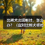 比熊犬出现呕吐,怎么办?(应对比熊犬呕吐的有效措施)(图1) 比熊犬出现呕吐,怎么办?(应对比熊犬呕吐的有效措施)(图1)