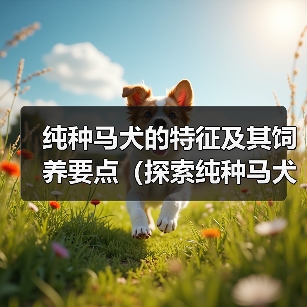 纯种马犬的特征及其饲养要点(探索纯种马犬的独特特征,为饲养者提供有价值的建议)(图4) 纯种马犬的特征及其饲养要点(探索纯种马犬的独特特征,为饲养者提供有价值的建议)(图4)