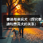 泰迪与贵宾犬(探究泰迪和贵宾犬的关系)(图1) 泰迪与贵宾犬(探究泰迪和贵宾犬的关系)(图1)
