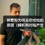 探索狗为何喜欢咬鸡的原因(解析狗对鸡产生强烈咬咬欲的根源)(图1) 探索狗为何喜欢咬鸡的原因(解析狗对鸡产生强烈咬咬欲的根源)(图1)