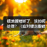 银龙腹鳍断了,该如何处理?(应对银龙腹鳍断裂的紧急措施与后续护理)(图4) 银龙腹鳍断了,该如何处理?(应对银龙腹鳍断裂的紧急措施与后续护理)(图4)