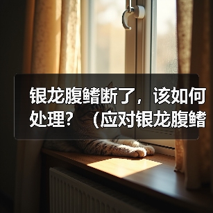 银龙腹鳍断了,该如何处理?(应对银龙腹鳍断裂的紧急措施与后续护理)(图2) 银龙腹鳍断了,该如何处理?(应对银龙腹鳍断裂的紧急措施与后续护理)(图2)