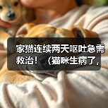 家猫连续两天呕吐急需救治!(猫咪生病了,如何正确护理?)(图2) 家猫连续两天呕吐急需救治!(猫咪生病了,如何正确护理?)(图2)