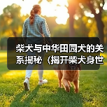 柴犬与中华田园犬的关系揭秘(揭开柴犬身世之谜,了解中华田园犬的来历)(图2) 柴犬与中华田园犬的关系揭秘(揭开柴犬身世之谜,了解中华田园犬的来历)(图2)