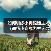 如何训练小狗跟随主人(训练小狗成为主人最忠诚的伙伴)(图3) 如何训练小狗跟随主人(训练小狗成为主人最忠诚的伙伴)(图3)