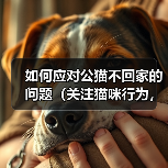 如何应对公猫不回家的问题（关注猫咪行为，建立安全环境）（图4）