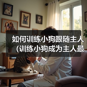 如何训练小狗跟随主人(训练小狗成为主人最忠诚的伙伴)(图2) 如何训练小狗跟随主人(训练小狗成为主人最忠诚的伙伴)(图2)