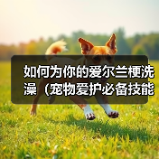 如何为你的爱尔兰梗洗澡（宠物爱护必备技能，学会正确给爱尔兰梗洗澡）（图1）