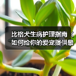 比格犬生病护理指南(如何给你的爱宠提供最好的照顾和护理?)(图3) 比格犬生病护理指南(如何给你的爱宠提供最好的照顾和护理?)(图3)