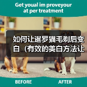 如何让暹罗猫毛剃后变白(有效的美白方法让暹罗猫的毛色焕发新生)(图1) 如何让暹罗猫毛剃后变白(有效的美白方法让暹罗猫的毛色焕发新生)(图1)