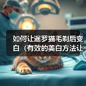 如何让暹罗猫毛剃后变白(有效的美白方法让暹罗猫的毛色焕发新生)(图2) 如何让暹罗猫毛剃后变白(有效的美白方法让暹罗猫的毛色焕发新生)(图2)