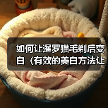 如何让暹罗猫毛剃后变白(有效的美白方法让暹罗猫的毛色焕发新生)(图4) 如何让暹罗猫毛剃后变白(有效的美白方法让暹罗猫的毛色焕发新生)(图4)