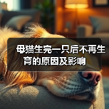 母猫生完一只后不再生育的原因及影响(图3) 母猫生完一只后不再生育的原因及影响(图3)