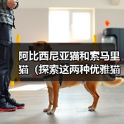 阿比西尼亚猫和索马里猫（探索这两种优雅猫咪的起源与特征，了解它们的相似与差异）（图4）