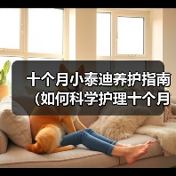 十个月小泰迪养护指南(如何科学护理十个月大的泰迪狗?)(图4) 十个月小泰迪养护指南(如何科学护理十个月大的泰迪狗?)(图4)
