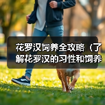 花罗汉饲养全攻略(了解花罗汉的习性和饲养技巧,成为合格的花罗汉养殖者)(图4) 花罗汉饲养全攻略(了解花罗汉的习性和饲养技巧,成为合格的花罗汉养殖者)(图4)