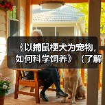 《以捕鼠梗犬为宠物,如何科学饲养》(了解捕鼠梗犬的特点,让它成为你的忠实伴侣)(图1) 《以捕鼠梗犬为宠物,如何科学饲养》(了解捕鼠梗犬的特点,让它成为你的忠实伴侣)(图1)
