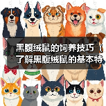 黑腹绒鼠的饲养技巧(了解黑腹绒鼠的基本特征和饲养需要,保持它们的健康和快乐生活)(图4) 黑腹绒鼠的饲养技巧(了解黑腹绒鼠的基本特征和饲养需要,保持它们的健康和快乐生活)(图4)