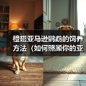 橙翅亚马逊鹦鹉的饲养方法(如何照顾你的亚马逊鹦鹉)(图2) 橙翅亚马逊鹦鹉的饲养方法(如何照顾你的亚马逊鹦鹉)(图2)