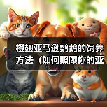 橙翅亚马逊鹦鹉的饲养方法(如何照顾你的亚马逊鹦鹉)(图4) 橙翅亚马逊鹦鹉的饲养方法(如何照顾你的亚马逊鹦鹉)(图4)