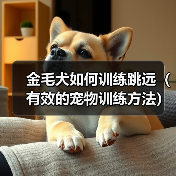 金毛犬如何训练跳远(有效的宠物训练方法)(图3) 金毛犬如何训练跳远(有效的宠物训练方法)(图3)