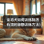 金毛犬如何训练跳远(有效的宠物训练方法)(图1) 金毛犬如何训练跳远(有效的宠物训练方法)(图1)