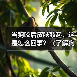 当狗咬后皮肤鼓起,这是怎么回事?(了解狗咬引起皮肤鼓起的原因及处理方法)(图2) 当狗咬后皮肤鼓起,这是怎么回事?(了解狗咬引起皮肤鼓起的原因及处理方法)(图2)