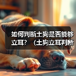 如何判断土狗是否能够立耳?(土狗立耳判断方法及关键要点)(图2) 如何判断土狗是否能够立耳?(土狗立耳判断方法及关键要点)(图2)