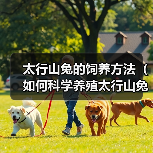 太行山兔的饲养方法(如何科学养殖太行山兔,让它们健康快乐地成长)(图2) 太行山兔的饲养方法(如何科学养殖太行山兔,让它们健康快乐地成长)(图2)