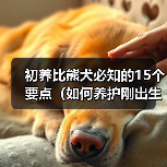 初养比熊犬必知的15个要点（如何养护刚出生的比熊犬，让它成为你的最佳伴侣？）（图1）