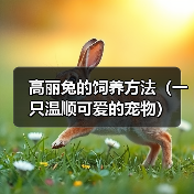 高丽兔的饲养方法（一只温顺可爱的宠物）（图3）