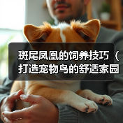 斑尾凤凰的饲养技巧(打造宠物鸟的舒适家园)(图1) 斑尾凤凰的饲养技巧(打造宠物鸟的舒适家园)(图1)