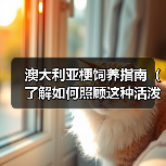 澳大利亚梗饲养指南（了解如何照顾这种活泼的狗狗）（图2）